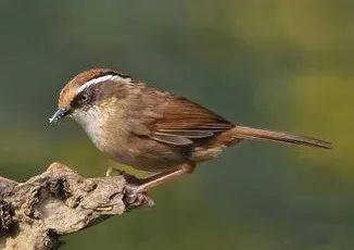 国画麻雀的画法步骤