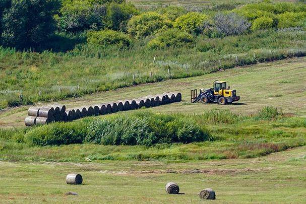 Technology for ryegrass cultivation
