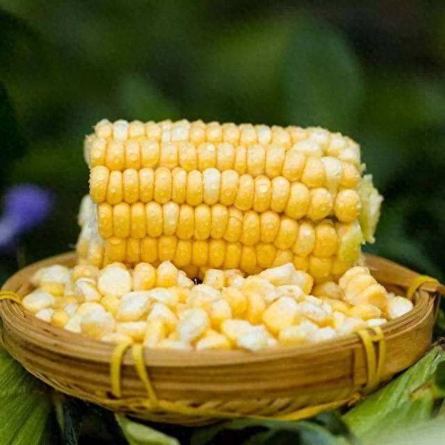 Fruit corn cultivation