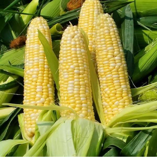 Fruit corn cultivation