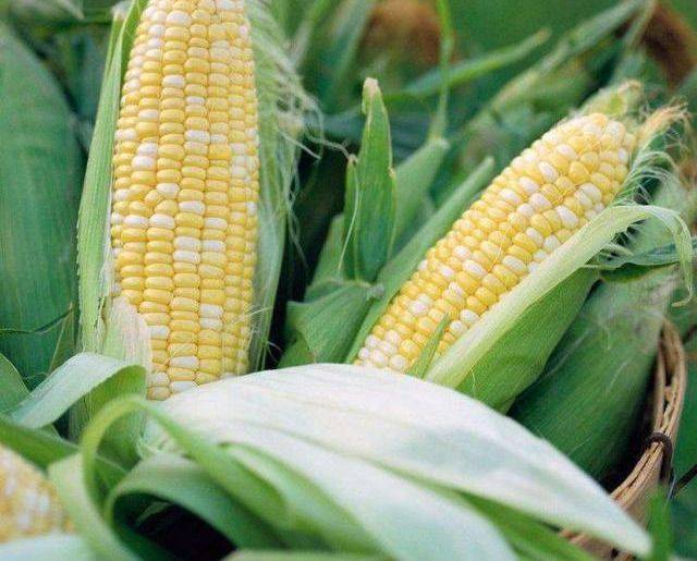 Fruit corn cultivation