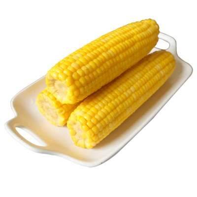 Fruit corn cultivation