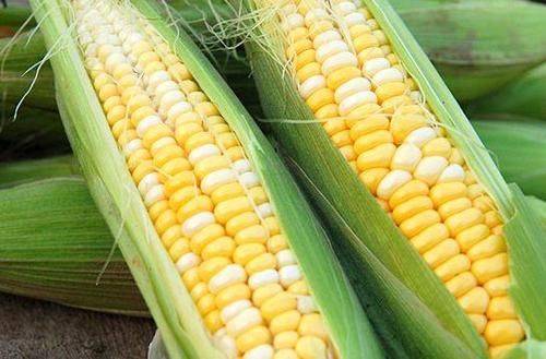 Fruit corn cultivation