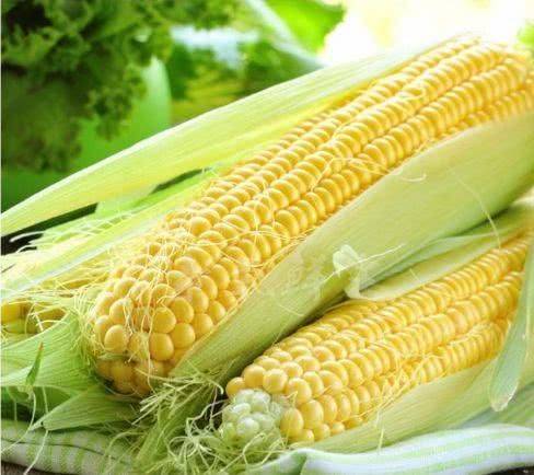 Fruit corn cultivation