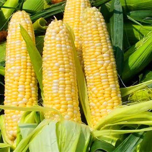 Fruit corn cultivation