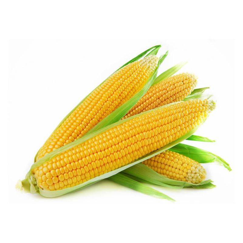Fruit corn cultivation