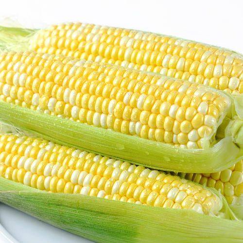 Fruit corn cultivation