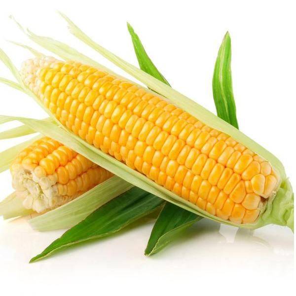 Fruit corn cultivation