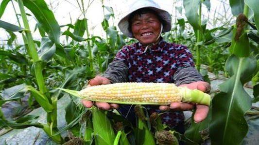 Fruit corn cultivation