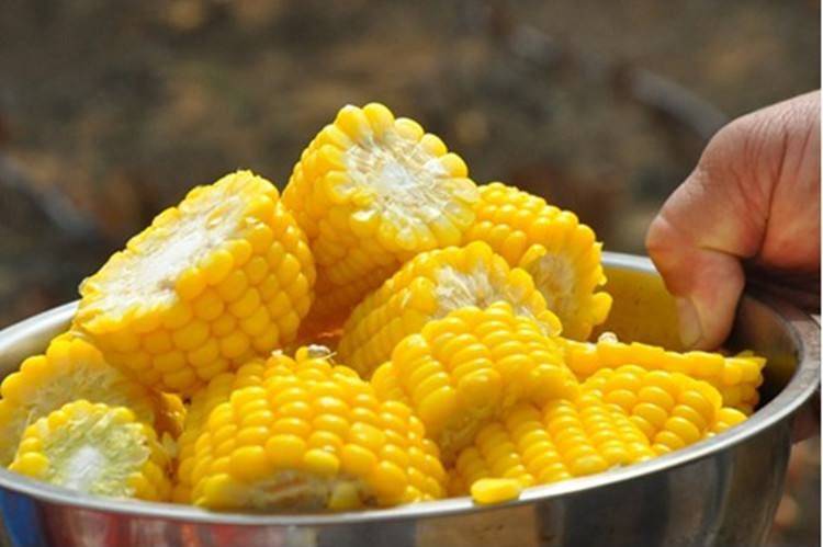 Fruit corn cultivation