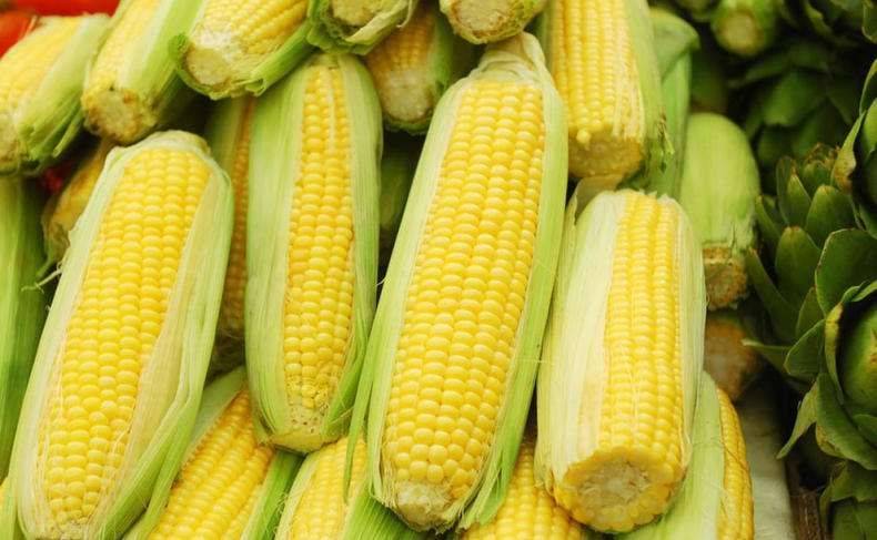 Fruit corn cultivation