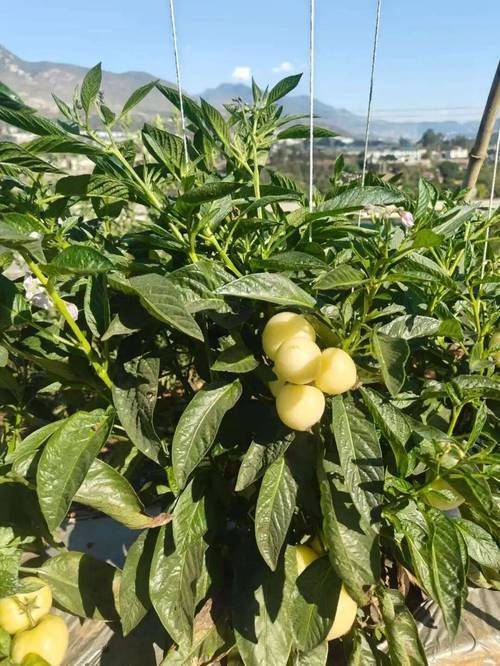 The method of cultivation of human cucumbers