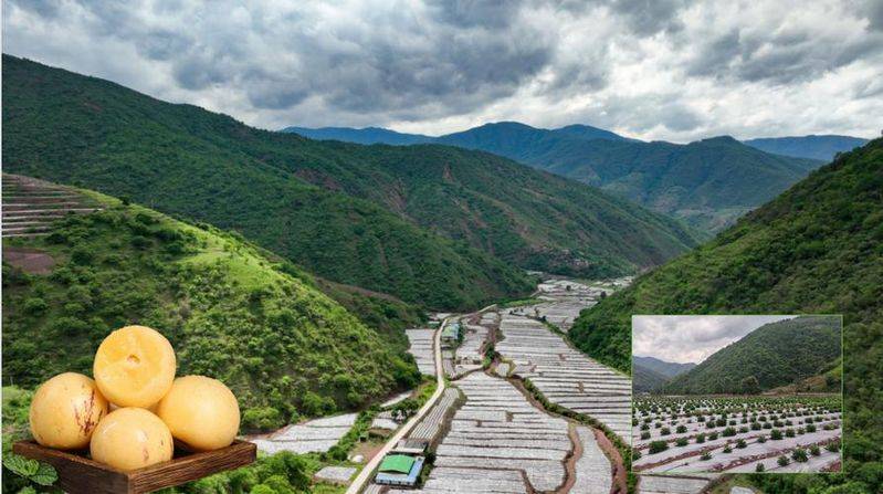 The method of cultivation of human cucumbers