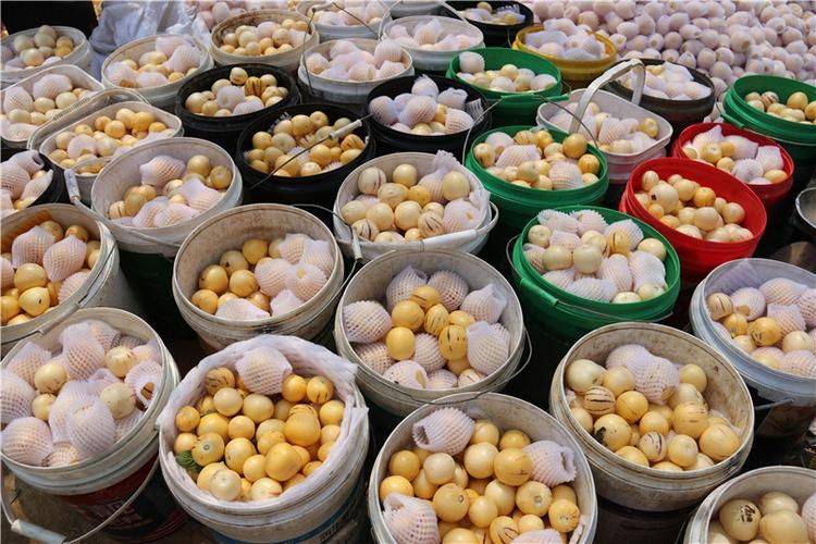 The method of cultivation of human cucumbers