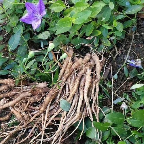 Chinese medicine orange infarction techniques