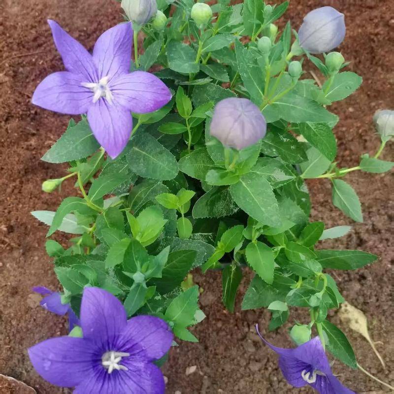 Chinese medicine orange infarction techniques