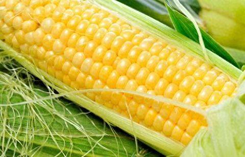 Fruit corn cultivation