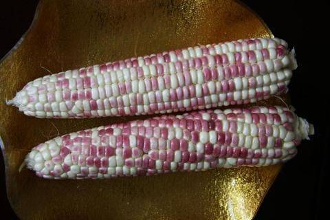 Fruit corn cultivation