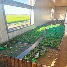 Fruit corn cultivation