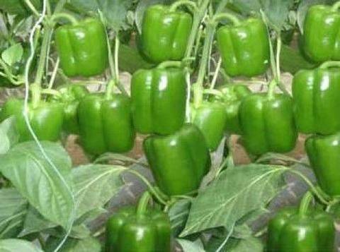 Fruit corn cultivation