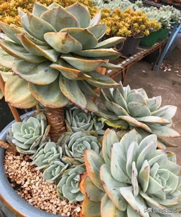 The method of planting meat plants