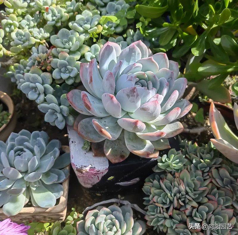 The method of planting meat plants