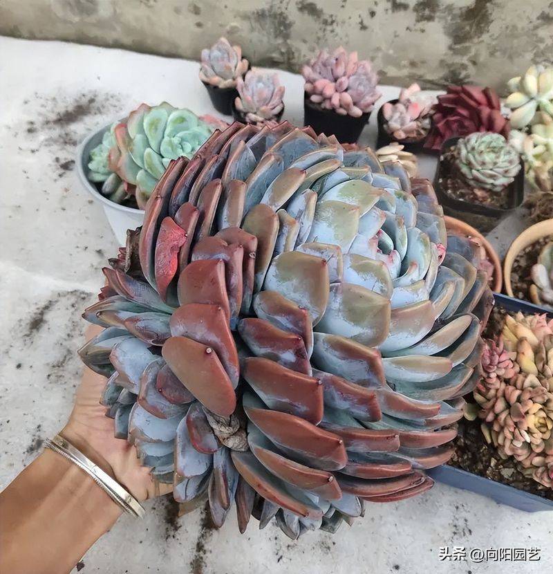 The method of planting meat plants