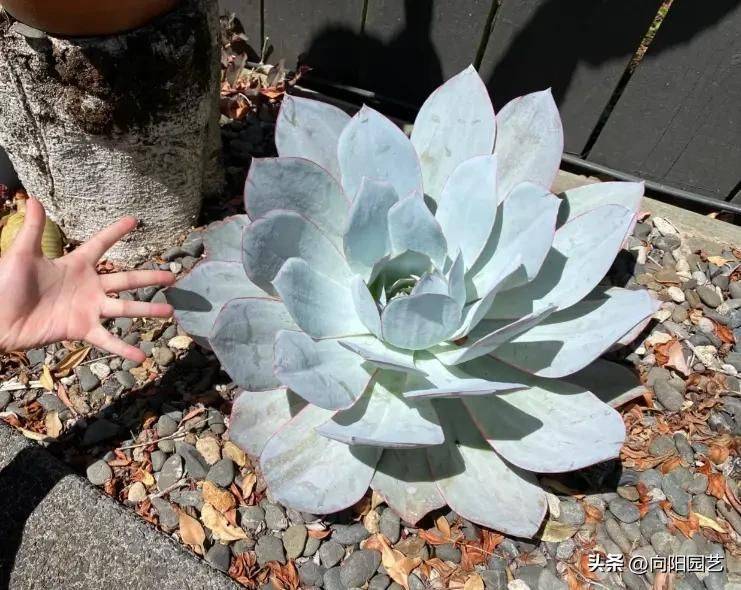 The method of planting meat plants