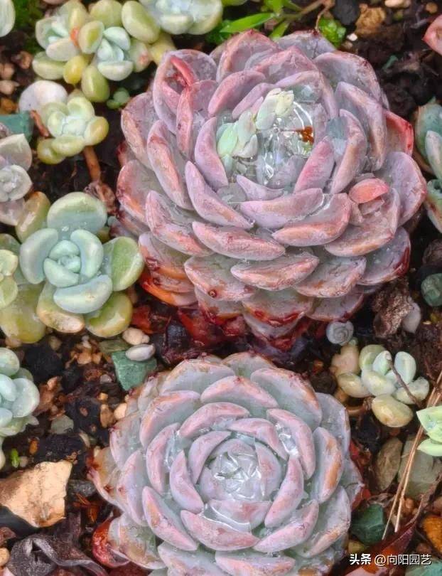 The method of planting meat plants