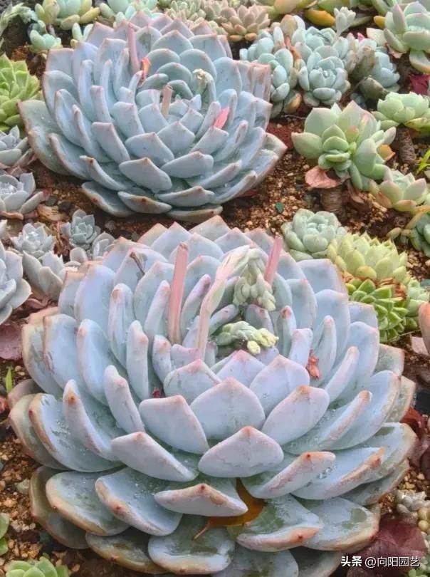 The method of planting meat plants
