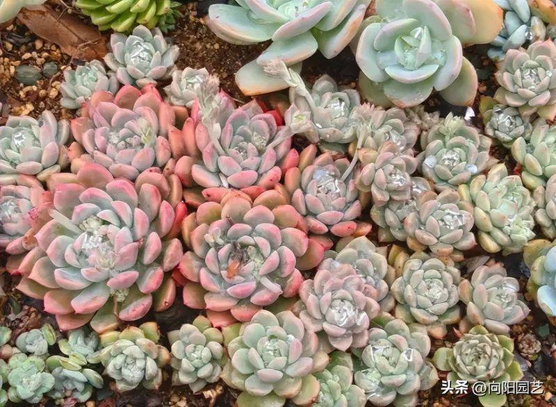 The method of planting meat plants