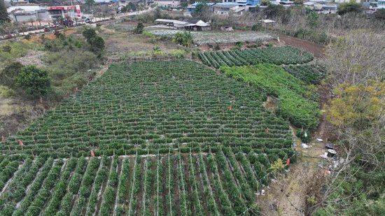The method of cultivation of human cucumbers
