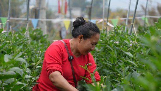 The method of cultivation of human cucumbers