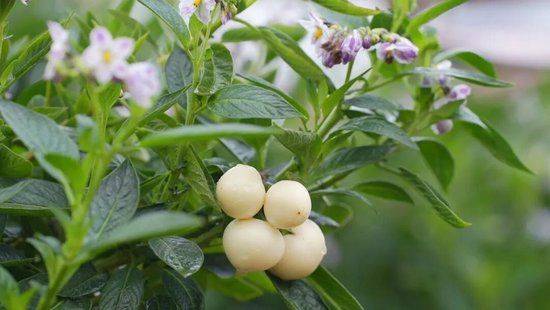 The method of cultivation of human cucumbers