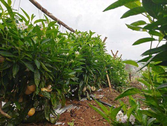 The method of cultivation of human cucumbers