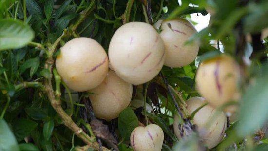 The method of cultivation of human cucumbers