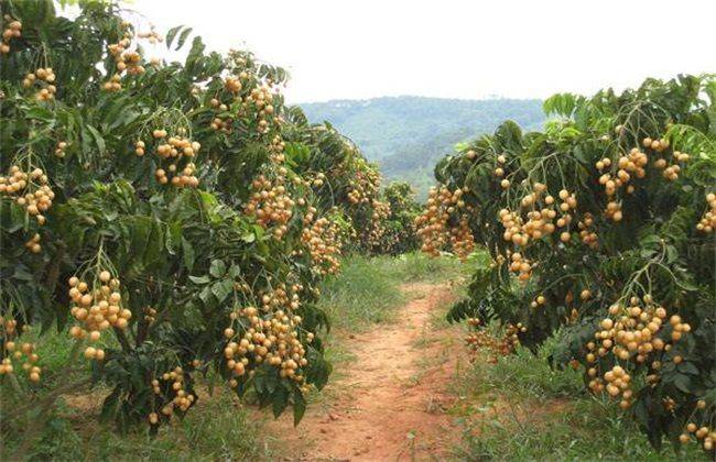 How to grow a dragon eye