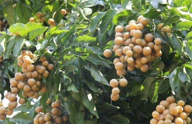 How to grow a dragon eye