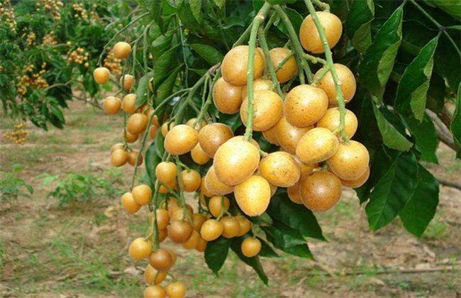 How to grow a dragon eye