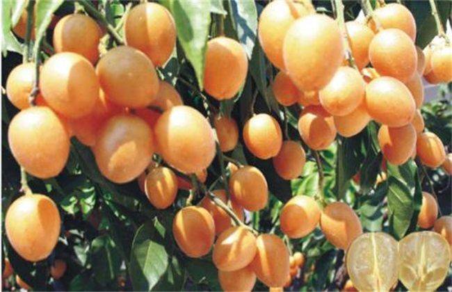 How to grow a dragon eye