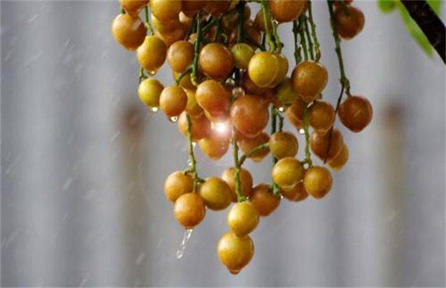 How to grow a dragon eye