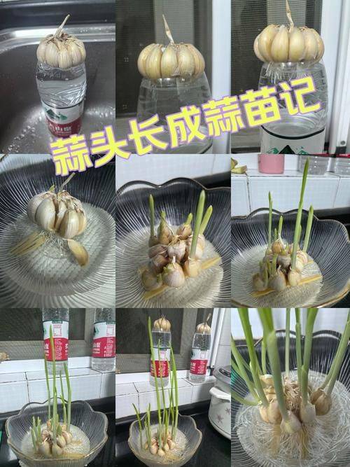 Video on garlic seeding techniques