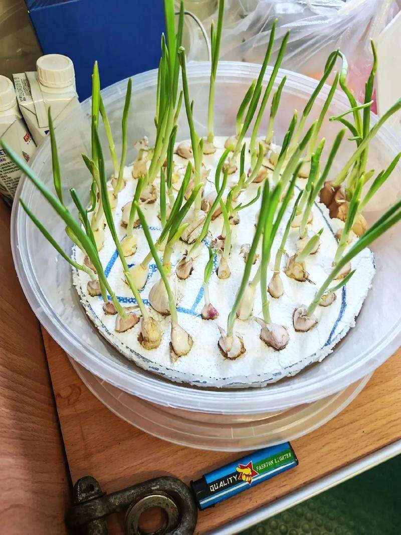 Video on garlic seeding techniques