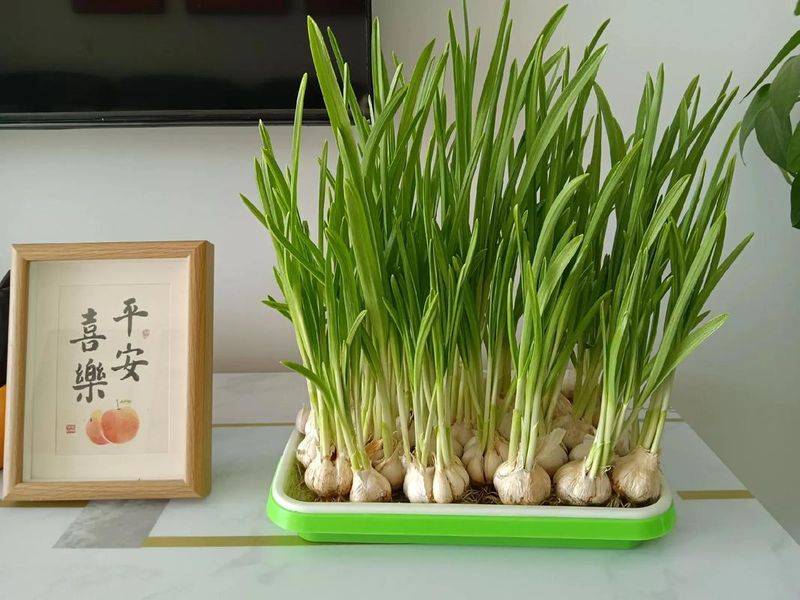 Video on garlic seeding techniques