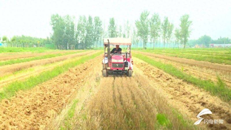 Fruit corn cultivation