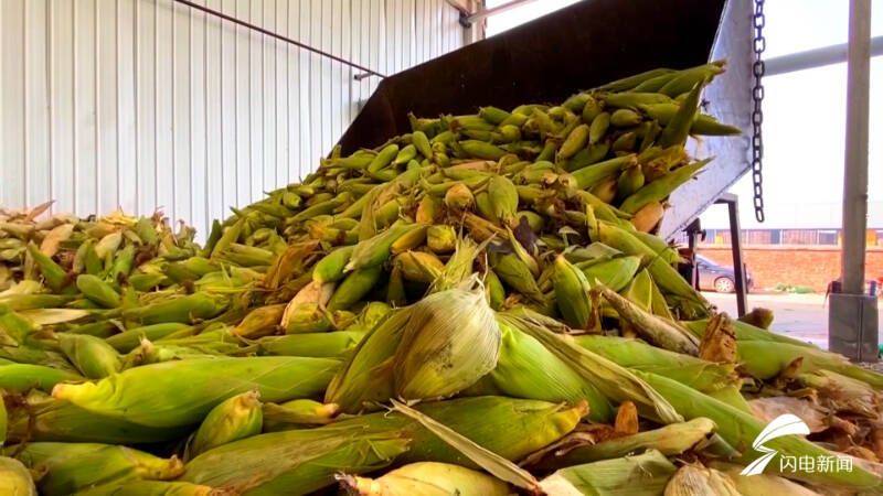 Fruit corn cultivation