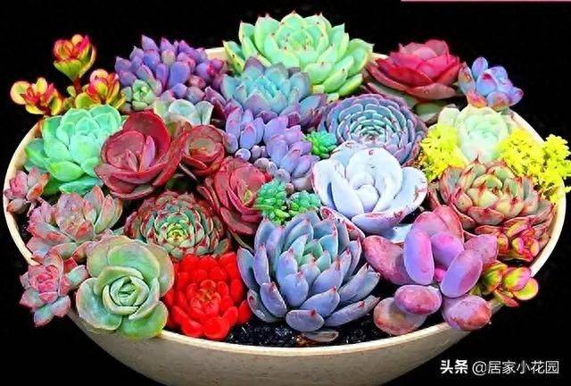 The method of planting meat plants