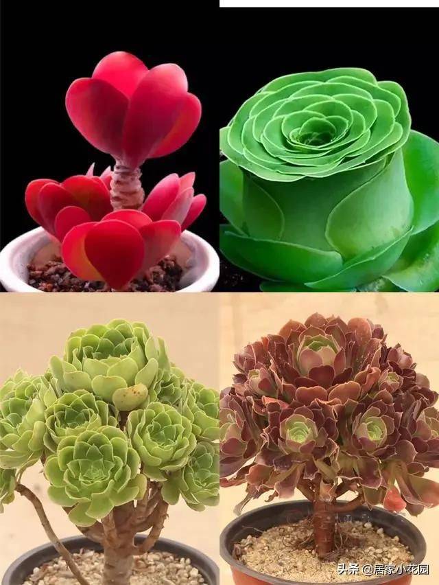 The method of planting meat plants