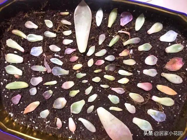 The method of planting meat plants