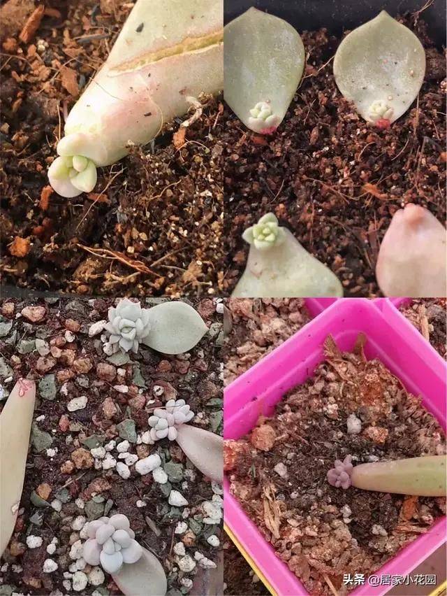 The method of planting meat plants